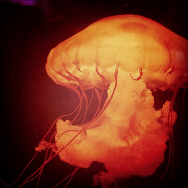 Instagram: Jellyfish