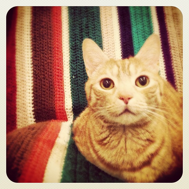 Instagram: Lott on his afghan...