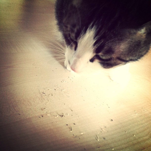 Instagram: Gattiticus likes catnip