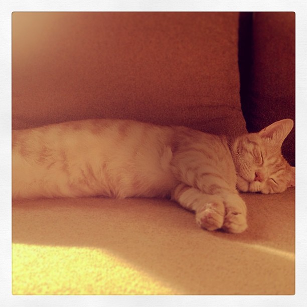 Instagram: Sleepy kitty... Purr, purr, purr