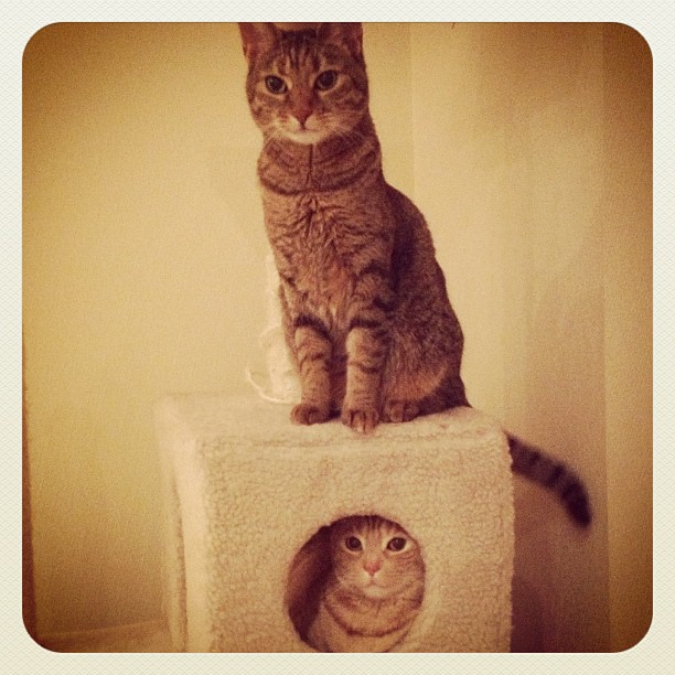 Instagram: Cat castle