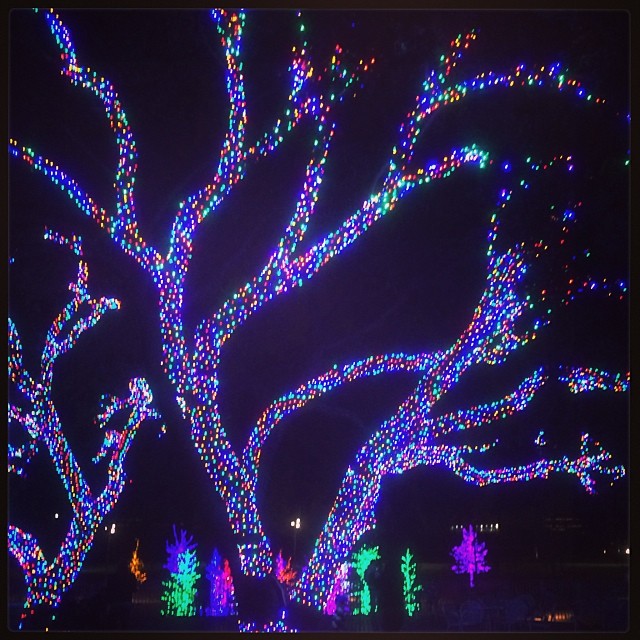 Instagram: Christmas lights