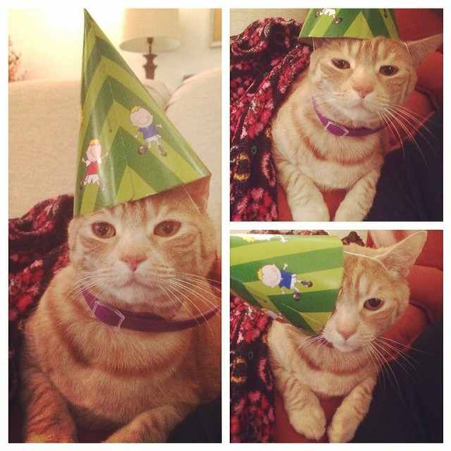 Instagram: "Happy" party hat cat