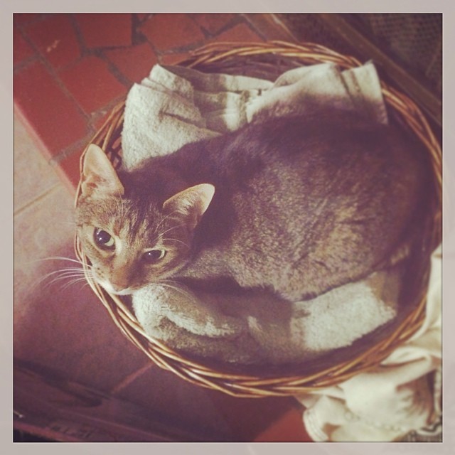 Instagram: Found a basket