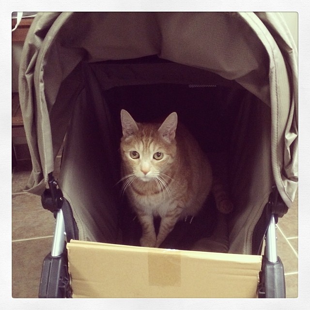 Instagram: Lott claims stroller as his #barnaclebarker