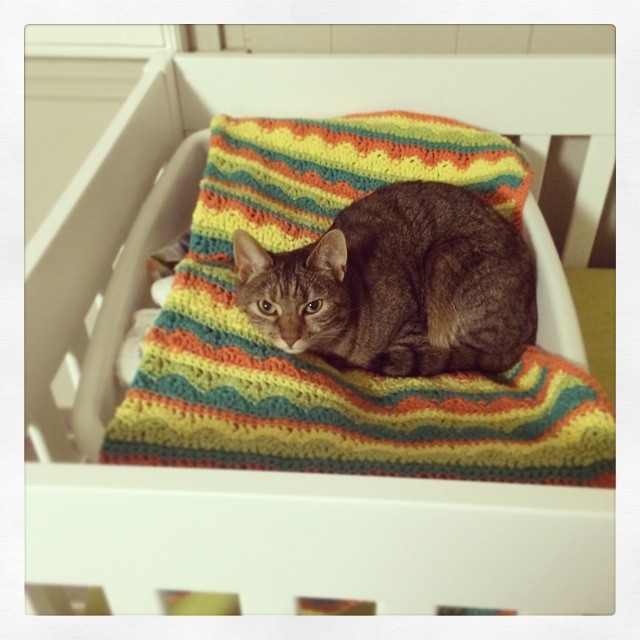 Instagram: Uh oh. Cat in crib.