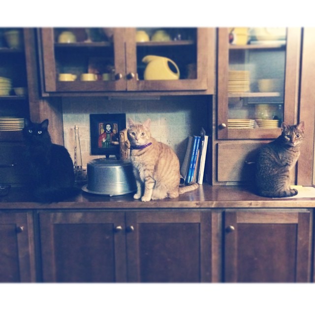 Instagram: cat congress assembles in the kitchen