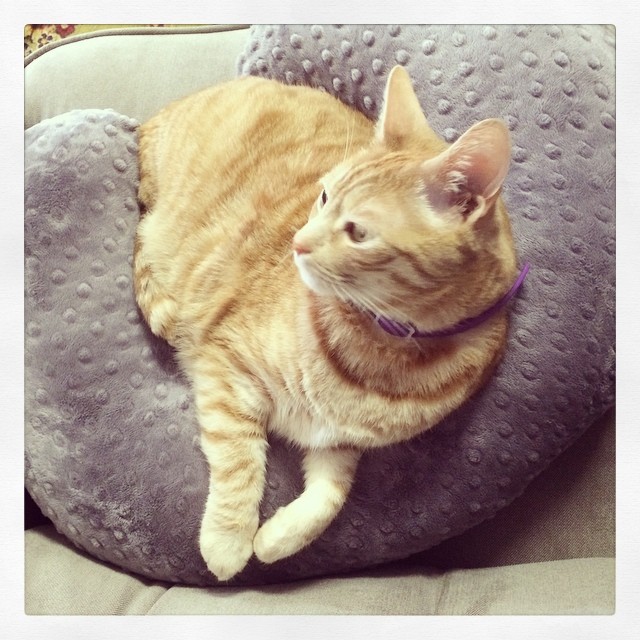 Instagram: Lounging in the nursing pillow on the rocking chair. #orangecat