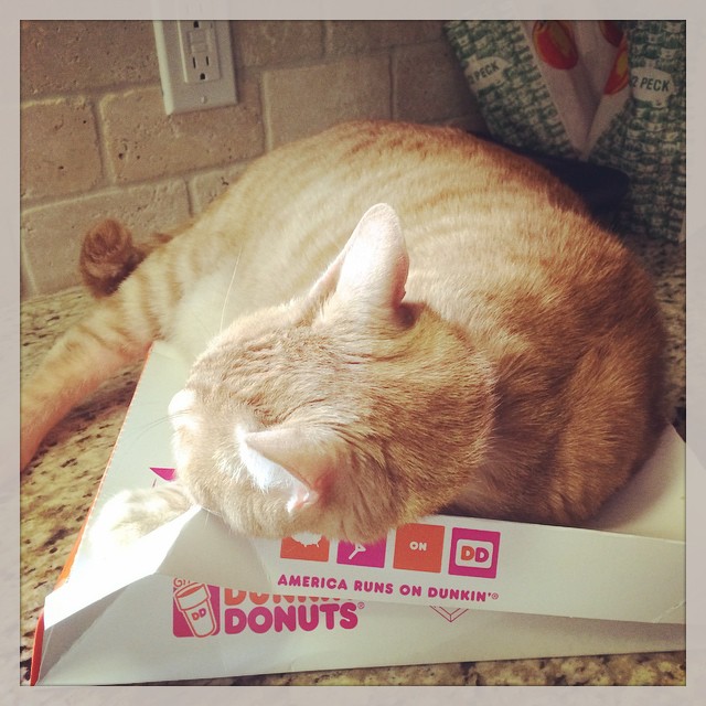 Instagram: America runs on Dunkin' but apparently cats just lounge on Dunkin'