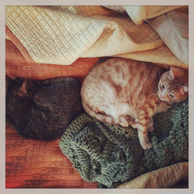 Instagram: rare early morning double cat snuggles