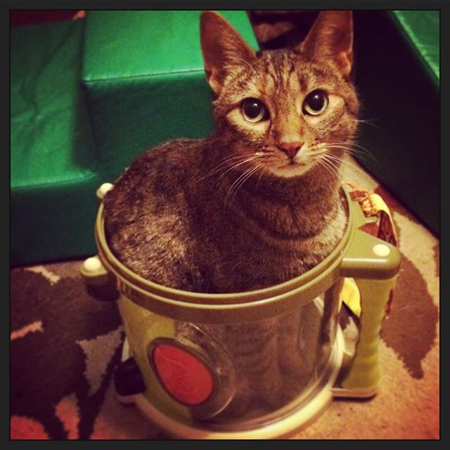 Instagram: Zami in drum. Cat percussion, not cat piano.