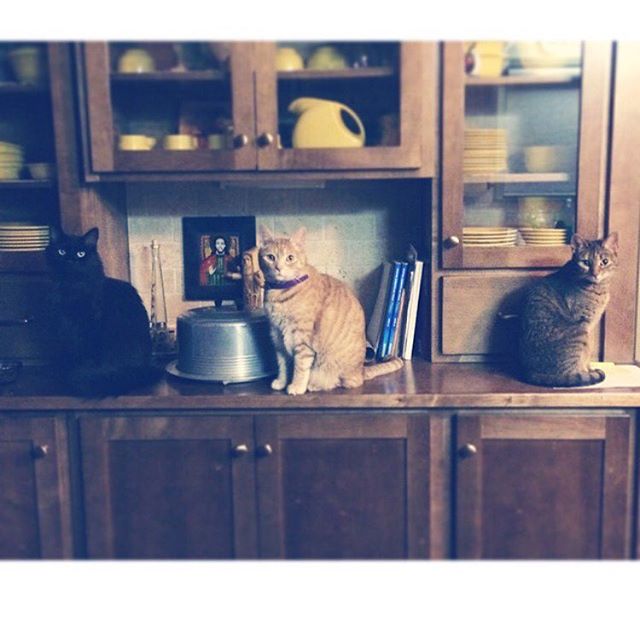 Instagram: In honor of #nationalcatday here are my three.