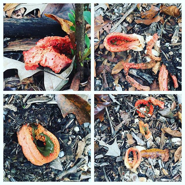 Instagram: There's a lot of fungus among us. #goawayrain #fungus #stinkhorn