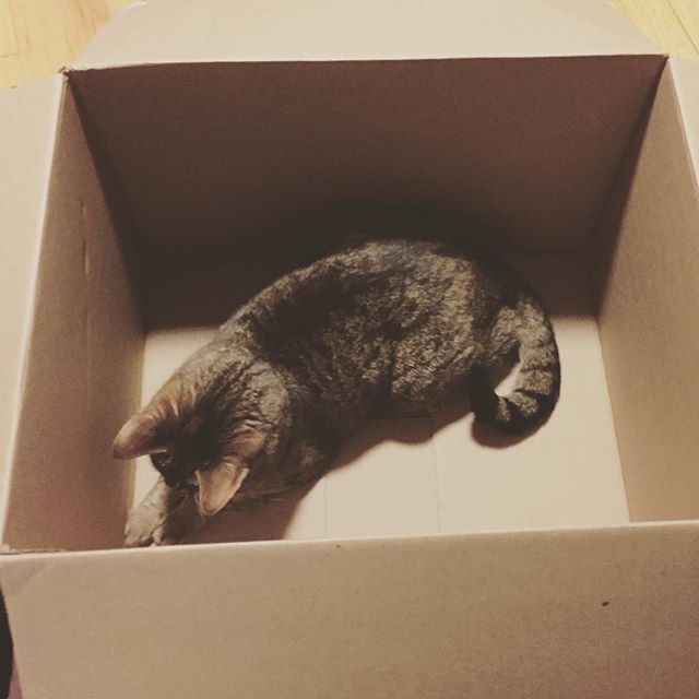 Instagram: Cat in a box #bestcatpresent