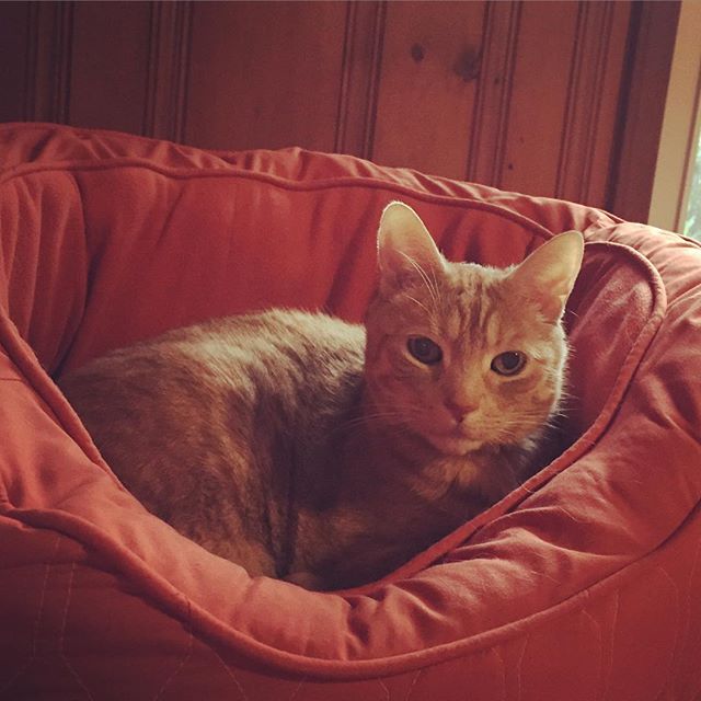 Instagram: With June Bug Barker on the horizon and with Lott becoming more cranky and jealous  in his old man cat-ness… We've sadly kicked Lott out of our bed at night. This is his new "mom-feels-guilty" cat bed. #crazycatlady