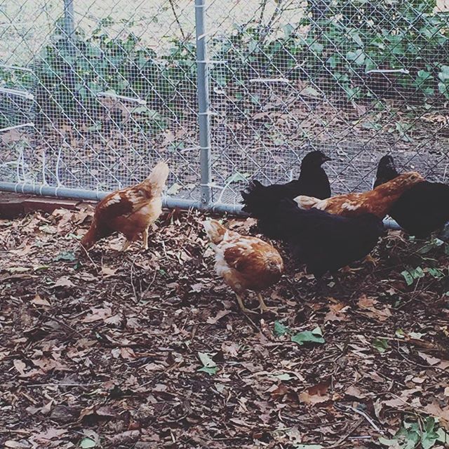 Instagram: City chickies hanging in their run for the first time. #crazychickenlady