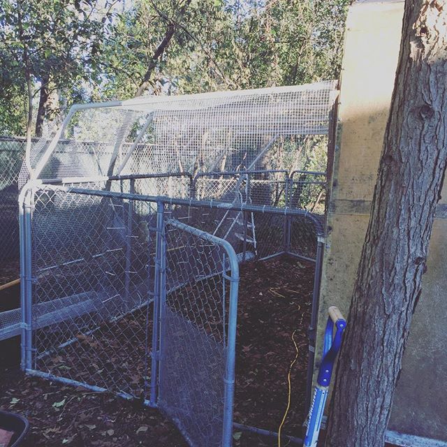 Instagram: Our almost-complete outdoor chicken run. (My brother is awesome.)