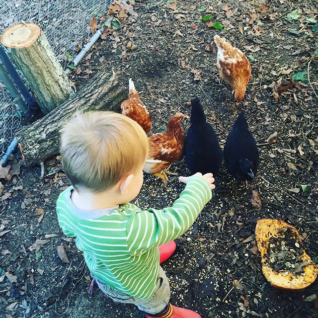 Instagram: Giving treats to his chickies.