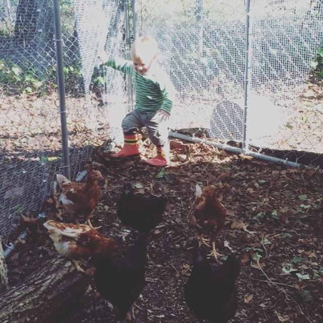 Instagram: Chasing his chickies.