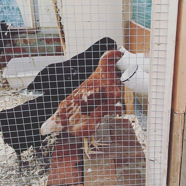 Instagram: The chickies figured out E's pvc feeders.