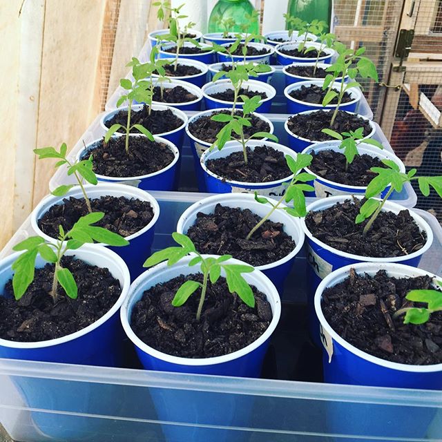 Instagram: All of my happy tomato plants transplanted and hanging in the greenhouse. #garden2016