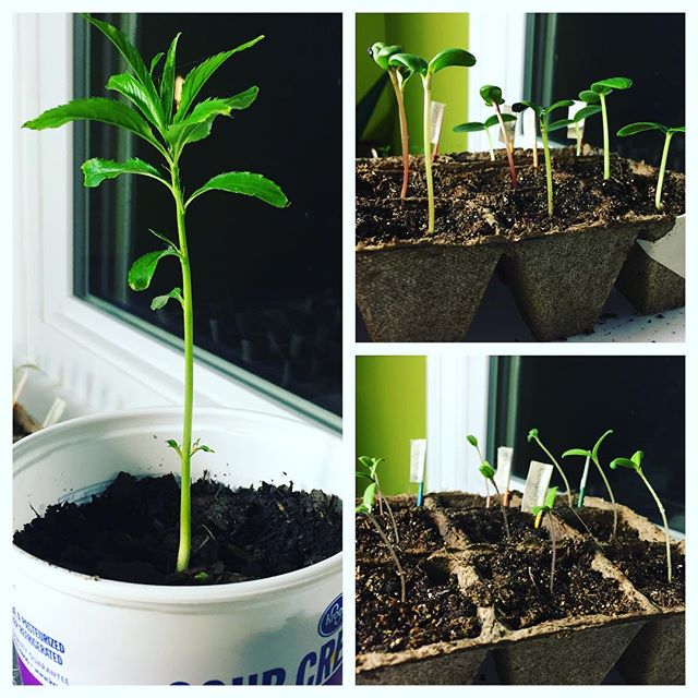 Instagram: My peach tree, cucumbers, sunflowers, and tomatoes! #garden2016