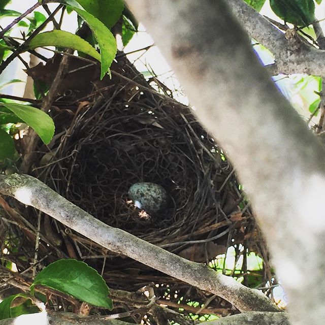 Instagram: Cardinal egg in our bush. #spring