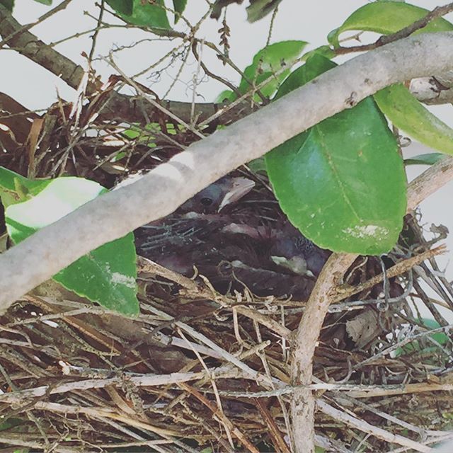 Instagram: Our baby cardinals are a-peeping! #spring