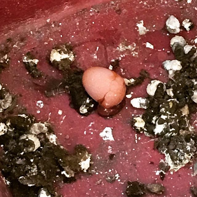 Instagram: The first perfect egg among a load of chicken sh*t. #metaphorical