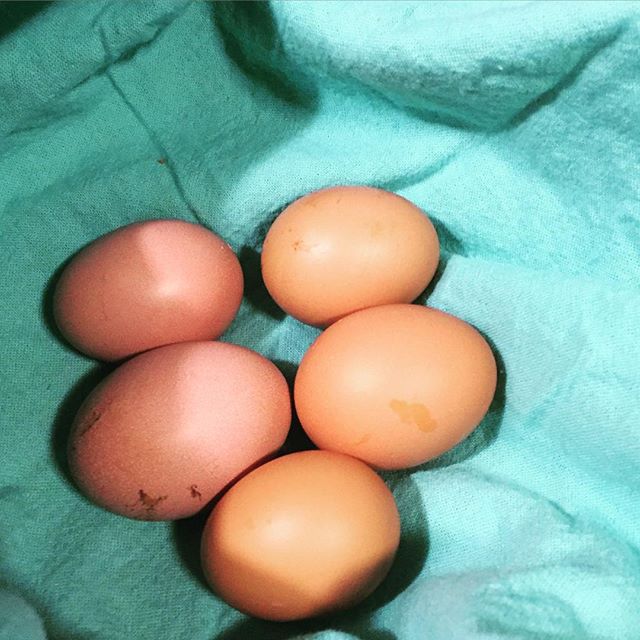 Instagram: 5 eggs in a nesting box today! Got one gal holding out, but this is exciting! E and I were super gleeful this morning when we found them.