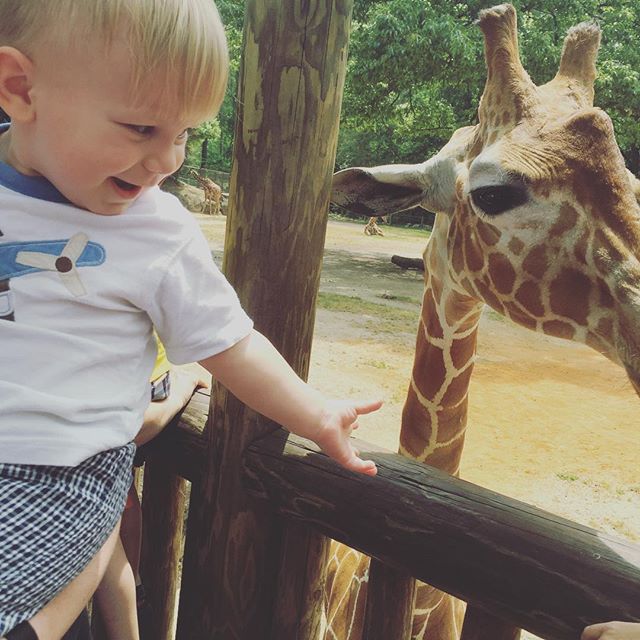 Instagram: Giraffe!!