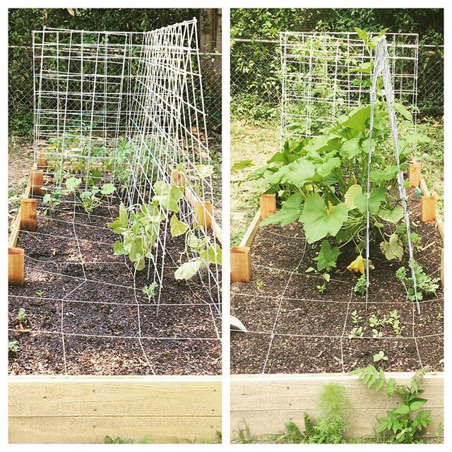 Instagram: Garden has been growing like mad. 5.08 vs 5.25 #garden2016