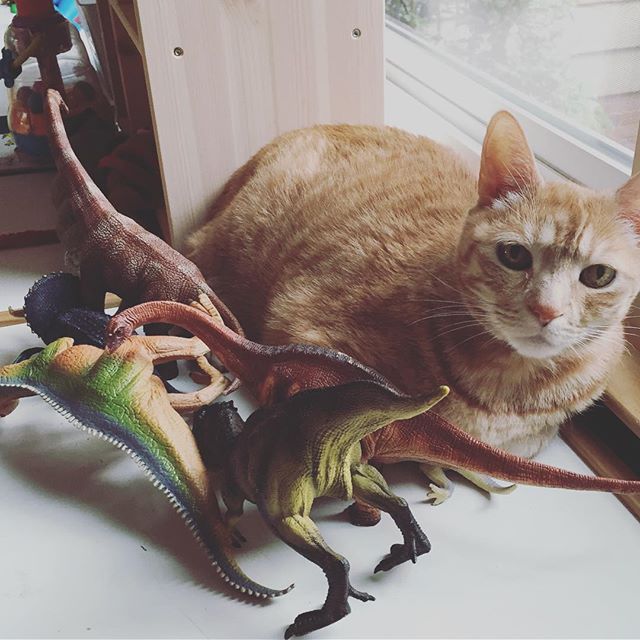 Instagram: Alternative hypothesis for the end of dinosaurs… Giant cat-eroid.