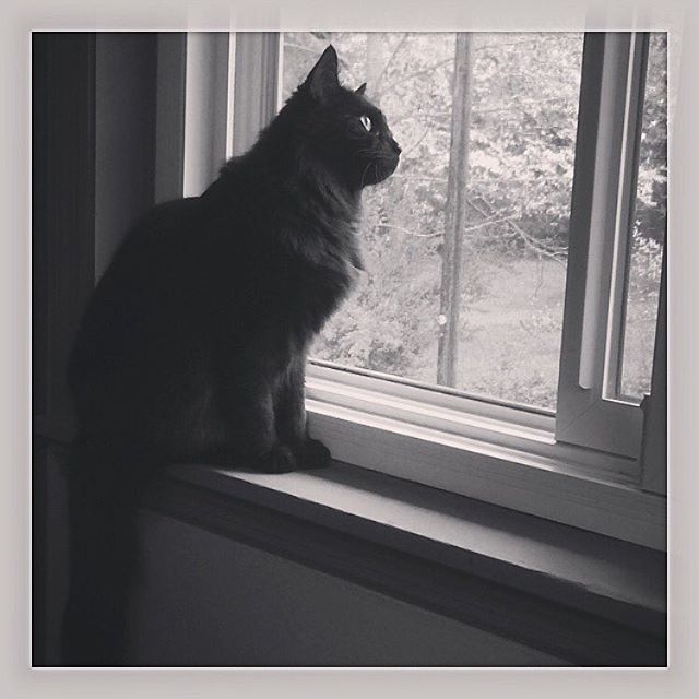 Instagram: I got Fizzy in December of 2000. I did not want him at all as I had just lost a kitten (Lott's brother) to an aneurysm. My vet however refused to let me return to Boston without a second kitten saying that both Lott and I would be depressed. Out of all the cats that were introduced to Lott, Fizzy was the only one who was lovey and clueless and unaffected by Lott's (and my) stand-offishness. And so he became mine. Today, I said goodbye to this cat that I didn't want in the first place but that pushed his way into my life and heart. Mephisto (Fizzy), 2000 – 2016.