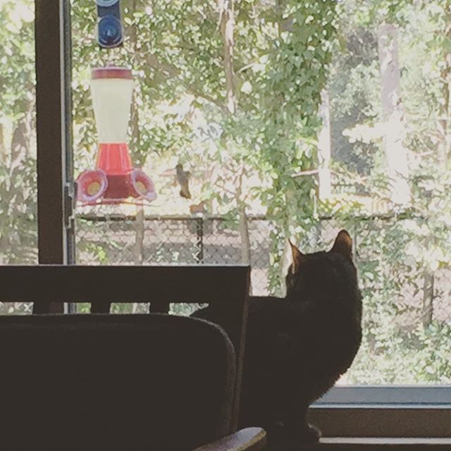 Instagram: Zamfira vs the hummingbird.