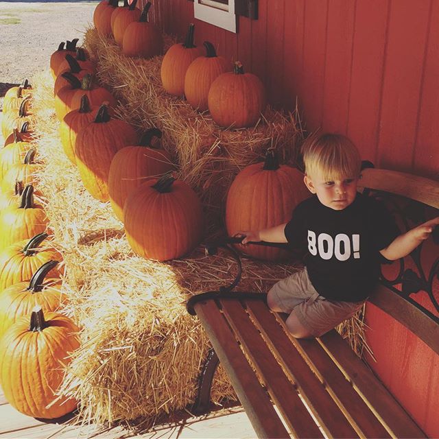 Instagram: Distracted by the plethora of pumpkins.