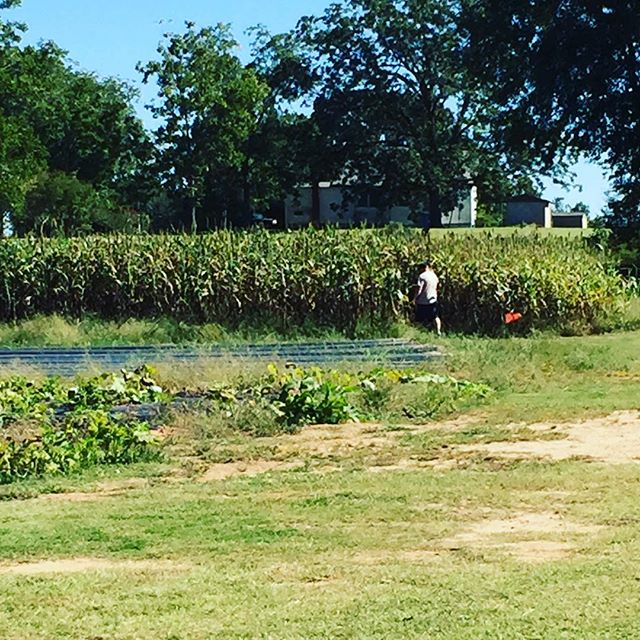 Instagram: Entering the corn maze!