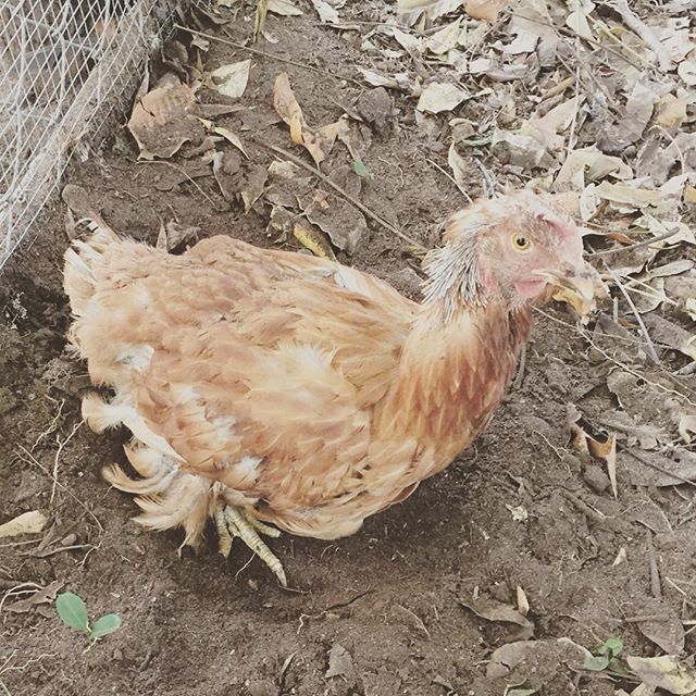 Instagram: My sad molting gal. #saddestchickenever