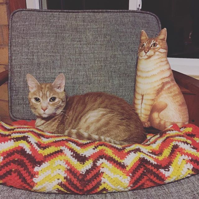 Instagram: Orange cat/s.