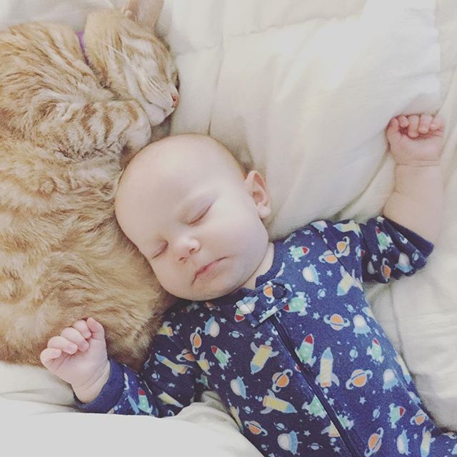 Instagram: Ginger-haired/furred snuggle buddies. #catsofinstagram #babyandcat