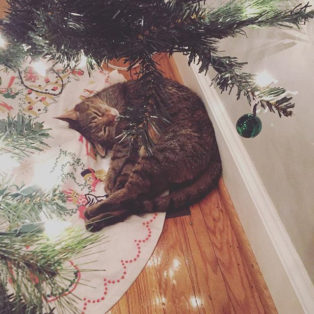 Instagram: Under the tree, on the skirt, on the heater vent #christmascat