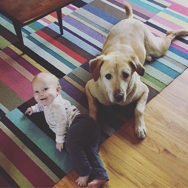 Instagram: While e naps, these two get some play and snuggle time. #labsandbabies