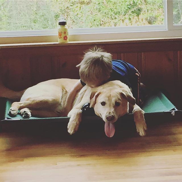 Instagram: These two are nuts. #labsandtoddlers