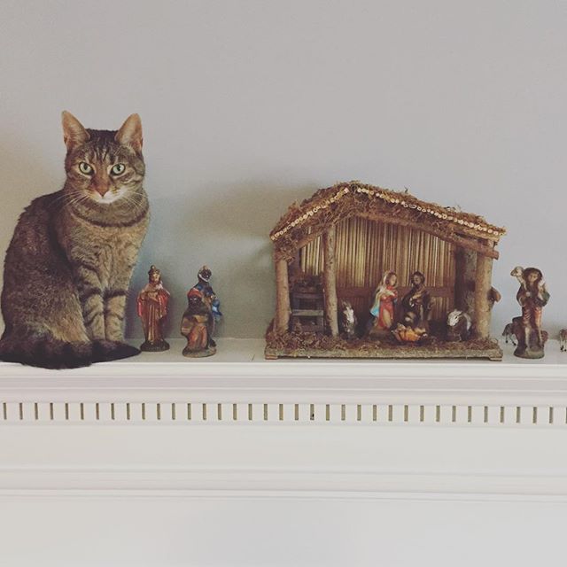 Instagram: Cat in crèche. #stillchristmasing #catphotobomb